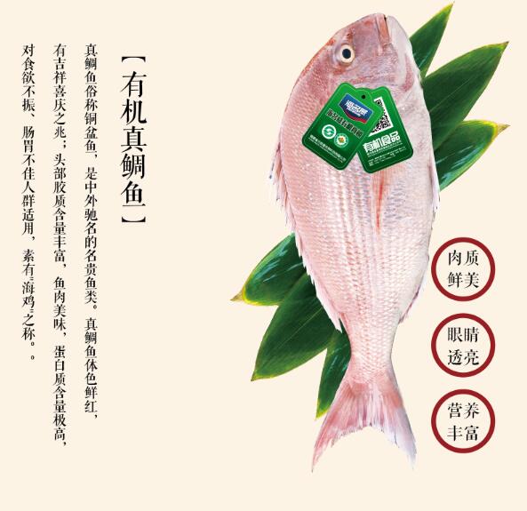 真鯛魚(yú)1.jpg